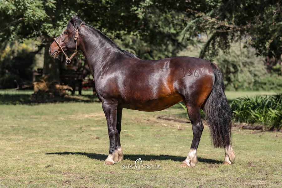 Lote Golilla Arenada