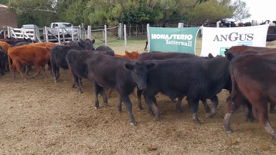 Lote 47 Terneros en Buenos Aires, Coronel Suarez