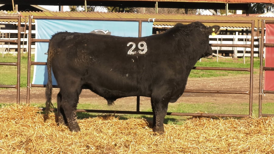 Lote TOROS ANGUS NEGROS PC