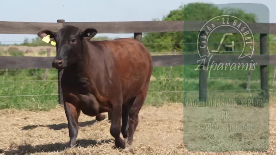 Lote Vaquillona con servicio