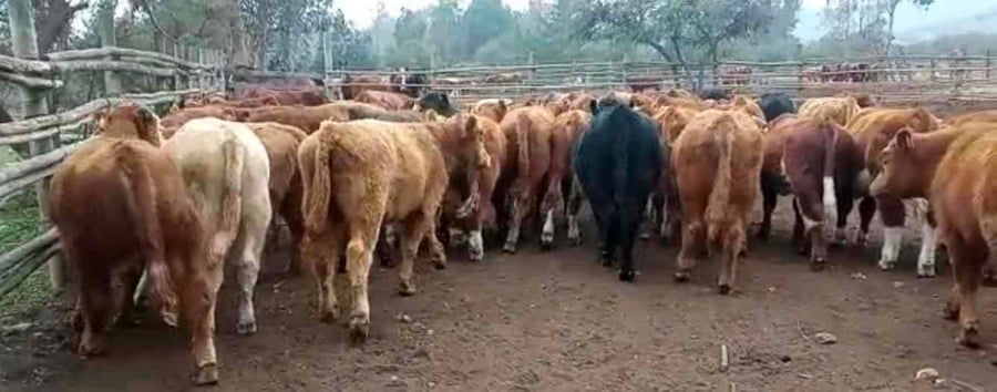 Lote 50 Ternero en Puchuncaví, V  Región Valparaíso