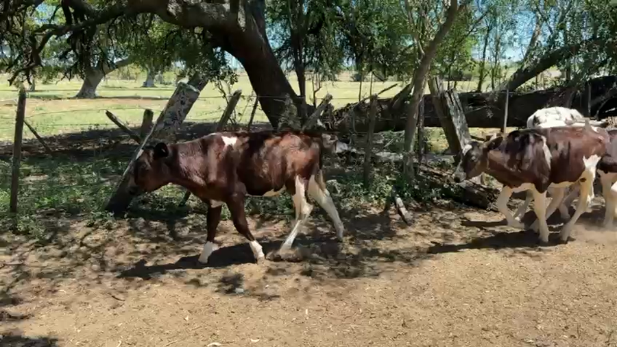Lote TERNEROS