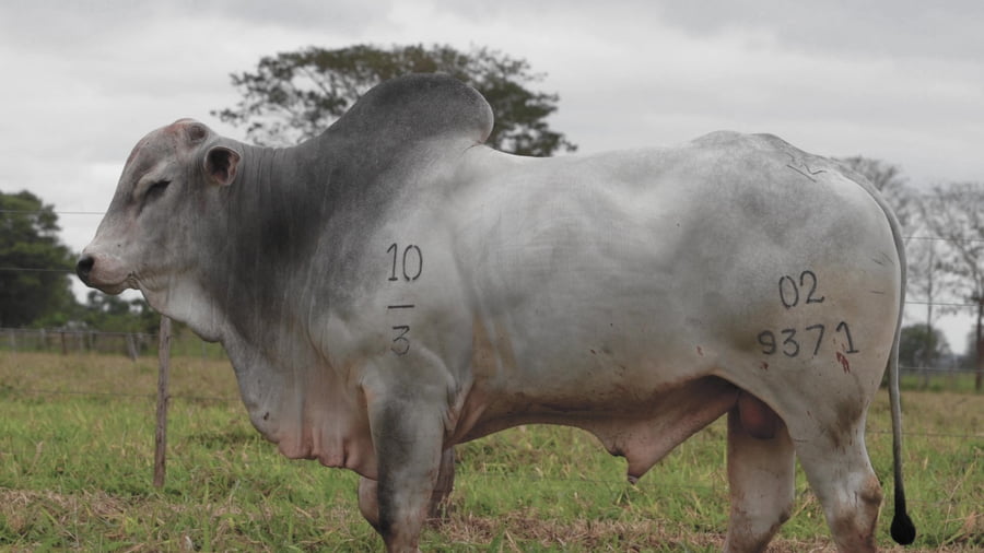 Lote LOTE 89