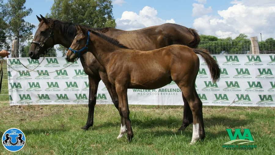 Lote GOLDEN PRINCESS