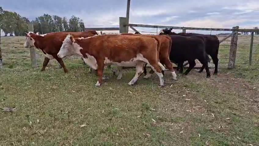 Lote VACAS INVERNAR