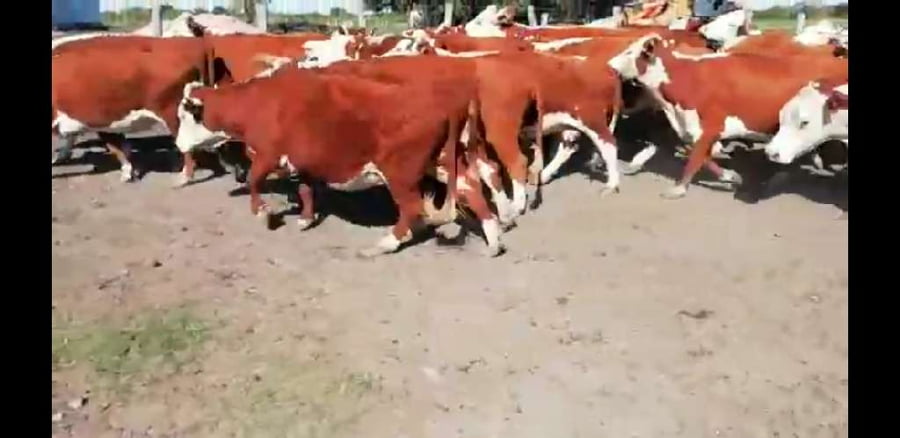 Lote 37 Vacas de invernar en Federal, Entre Ríos