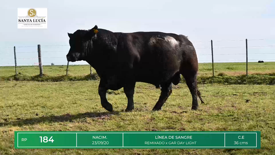 Lote TOROS ANGUS