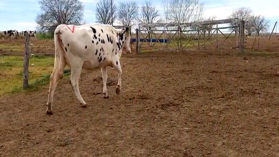 Lote Zenclusen Osvaldo