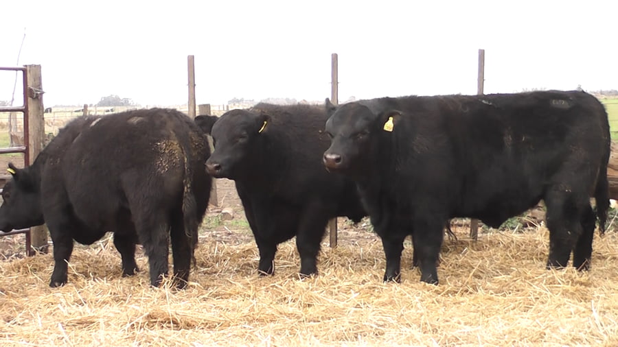 Lote TOROS PUROS POR CRUZA