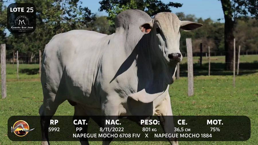 Lote LOTE 25