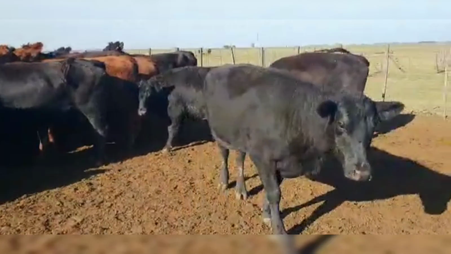 Lote 33 VC. NUEVAS PREÑADAS, GRAL. LAMADRID, PCIA. DE BS. AS.