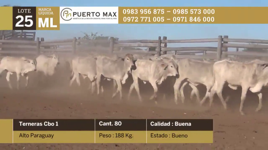 Lote Terneras más de 170 kg