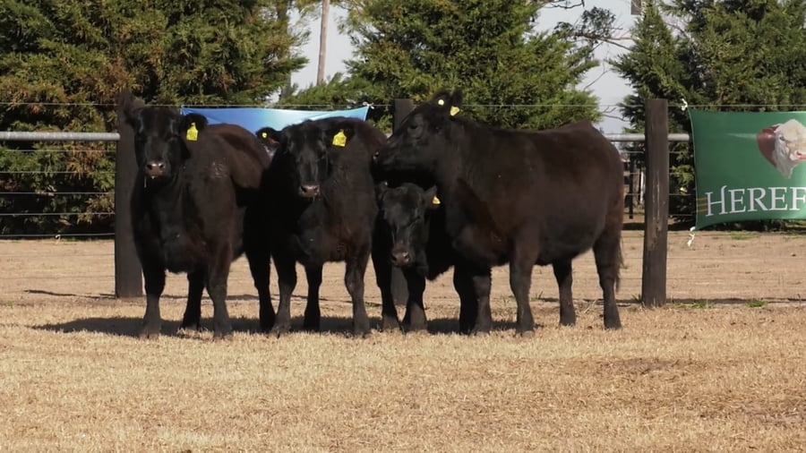 Lote VAQ.  ANGUS PC PREÑADAS PARICION PRIMAVERA