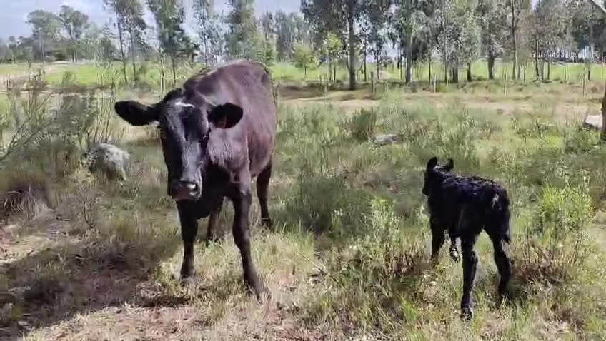 Lote Vaquillonas  a remate en Pantalla Camy 500kg - , San José