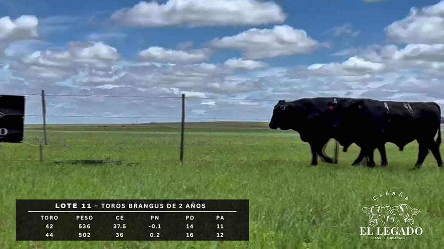 Lote Toro Brangus de 2 años
