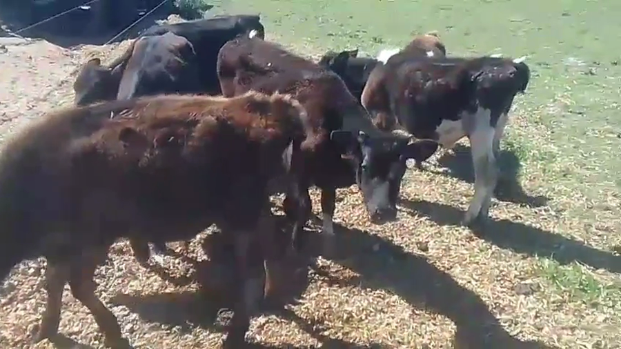 Lote 6 Terneros a remate en Pantalla Camy, San José