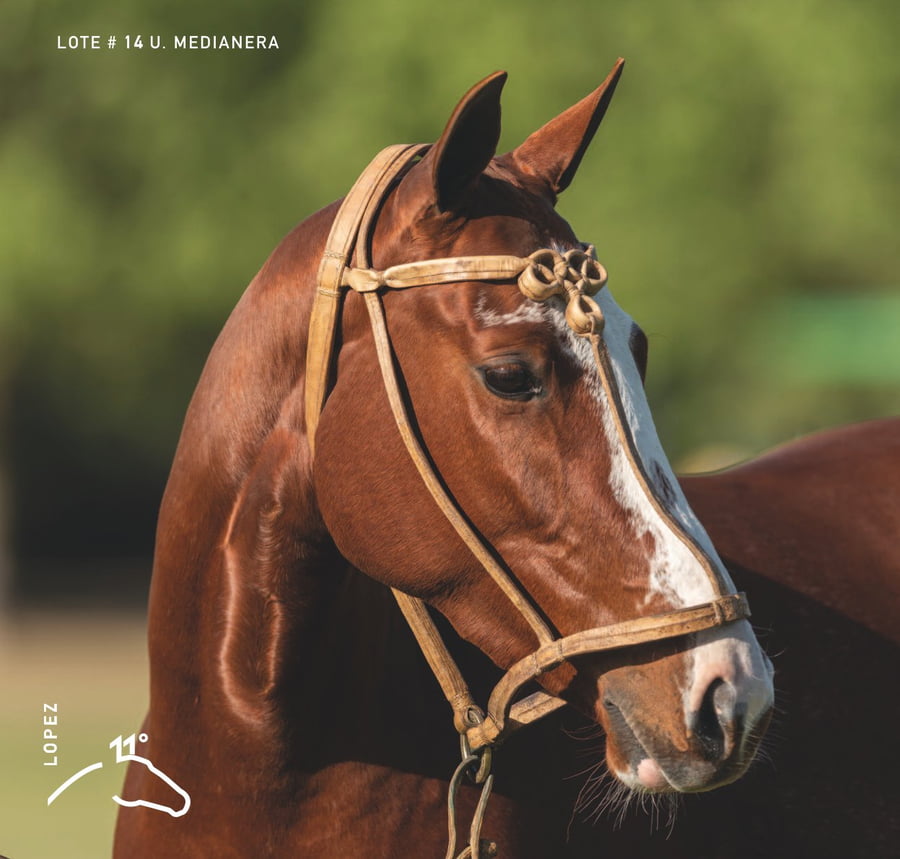 Lote U. MEDIANERA - T/E (DOLFINA EL MESSI - DOLFINA FRONTIER)