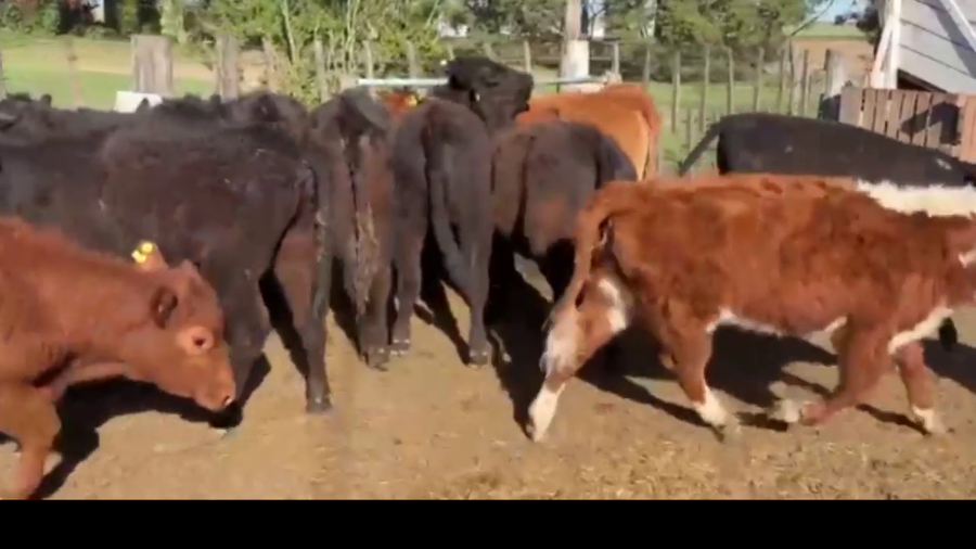 Lote 35 Terneras