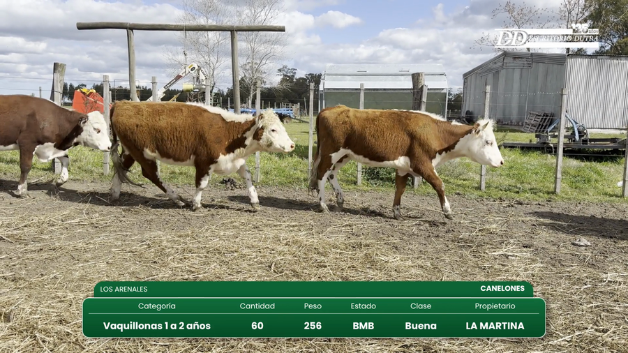 Lote 60 Vaquillonas 1 a 2 años a remate en Vientres Kiyu 256kg - , Canelones