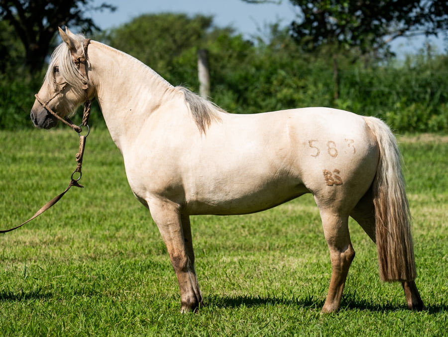 Lote SIRIGOTE MAMA MIA