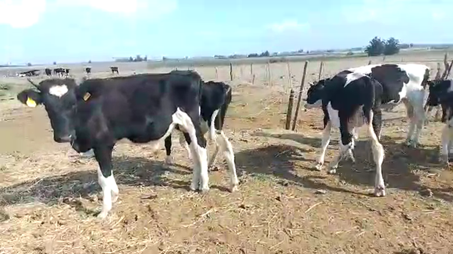 Lote 7 Terneros Holando a remate en Pantalla Camy - Liquidación de Estancia en Libertad