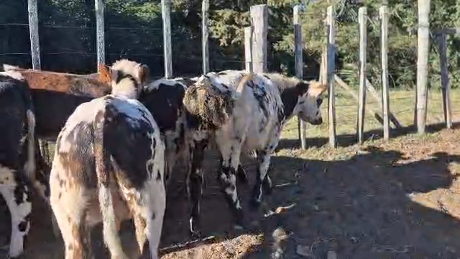 Lote 17 Terneros a remate en Pantalla Camy - Aniversario 31 Años 170kg - , San José