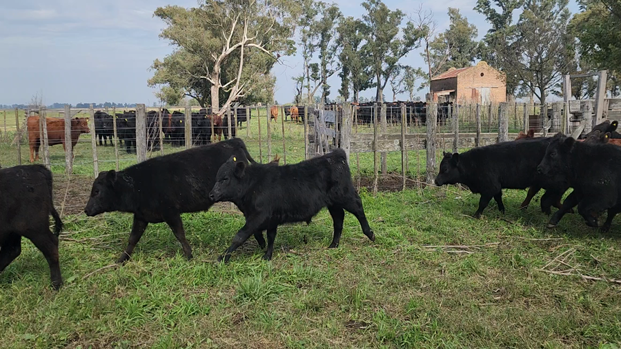 Lote 41 Terneros/as en Bolivar