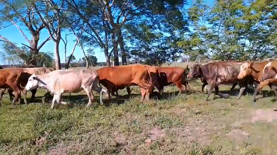 Lote 55 Vacas de invernar