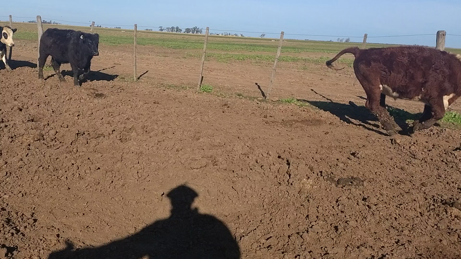 Lote 40 Novillitos Britanicos en Sacanta, Córdoba