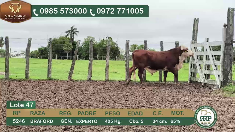 Lote Toros BRAFORD a remate en 34º Feria especial de reproductores e invernada, Ñeembucú