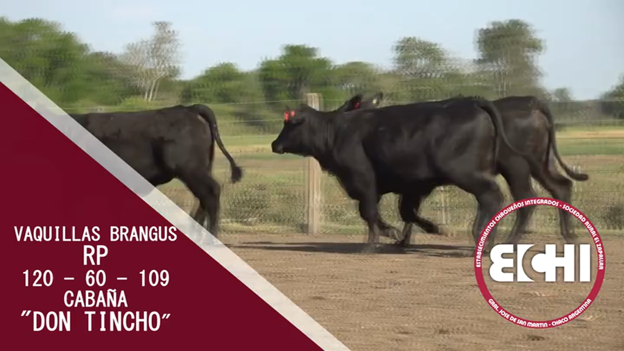 Lote VAQUILLAS P/SERV.  BRANGUS CABAÑA DON TINCHO