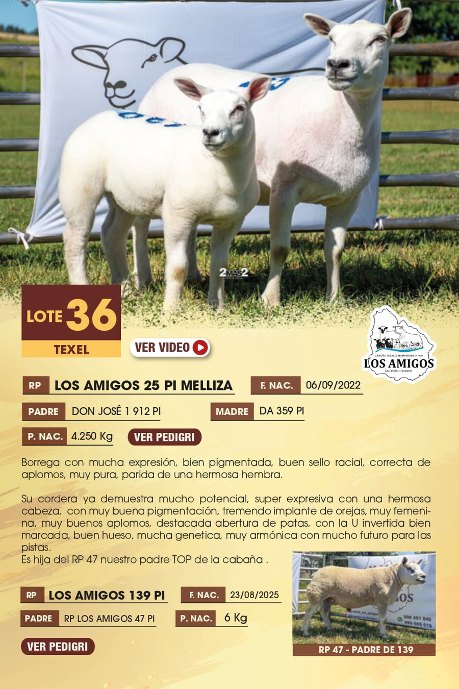 Lote 36 - TEXEL