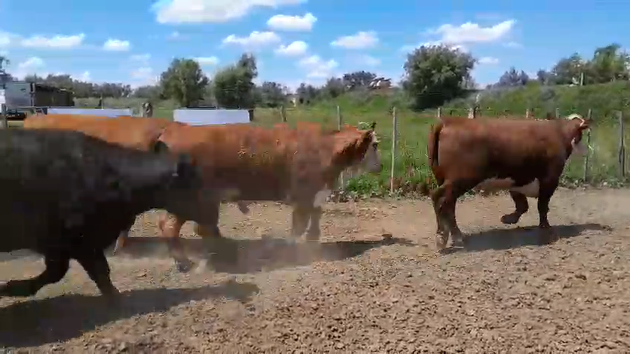 Lote 35 Novillos exportación