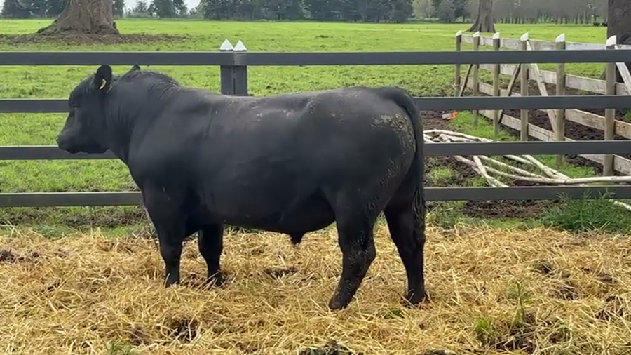 Lote 1 Toro