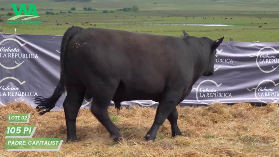 Lote Toro PC