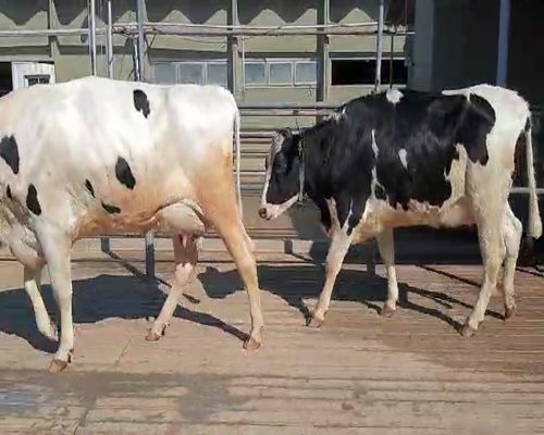 Lote VAQUILLONAS PREÑADAS