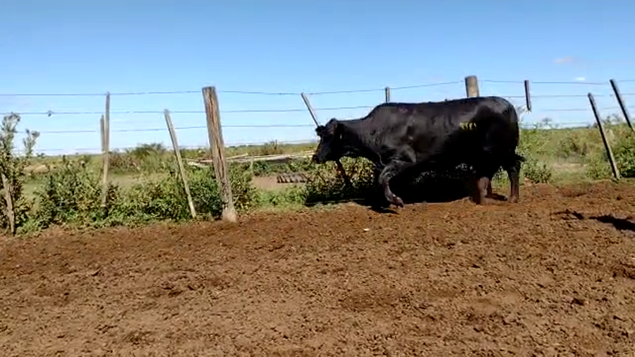 Lote 32 Vacas de invernar en Riachuelo, Corrientes