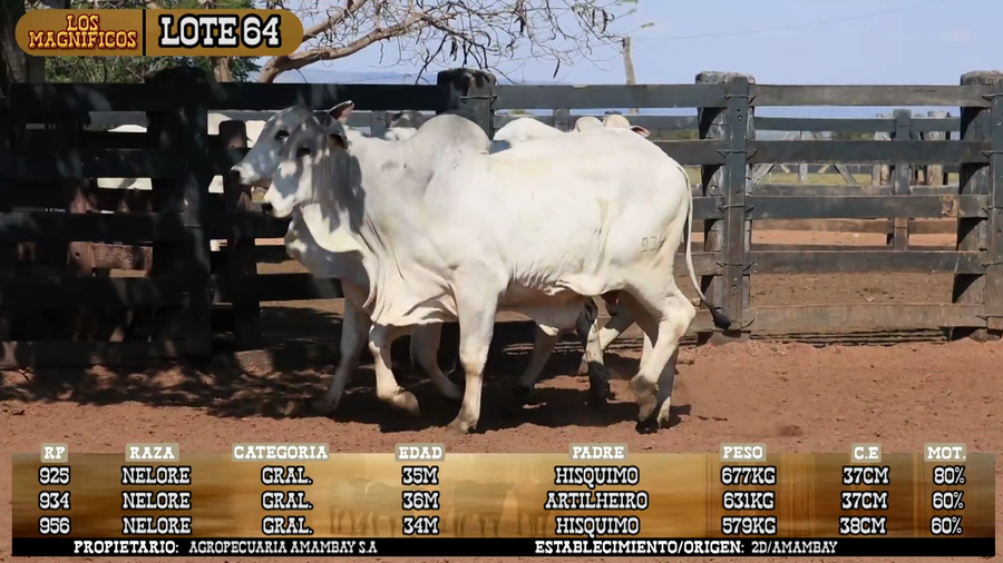 Lote LOTE 64- POR PANTALLA