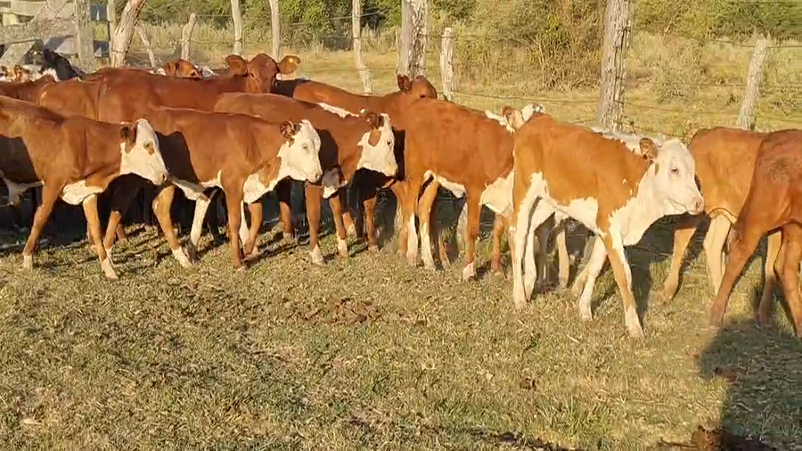 Lote 250 Terneras