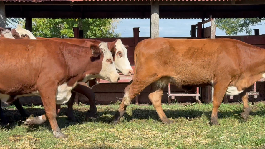 Lote 30 Vaquillonas preñadas