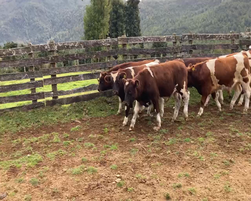 Lote 17 Ternero en Cisnes, XI Región Aysén