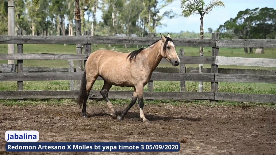 Lote Jabalina