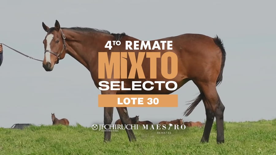 Lote MARIA SIRIA