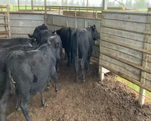 Lote 25 Ternero en X Región Los Lagos, Puerto Varas