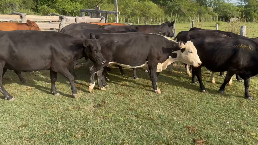 Lote 35 Vacas de invernar en Durazno, Entre Ríos