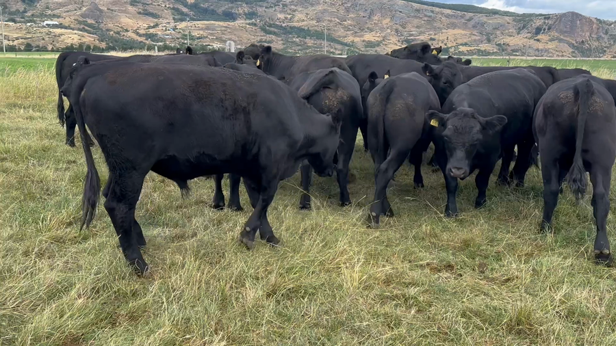 Lote 50 Novillo Engorda en Coyhaique, XI Región Aysén