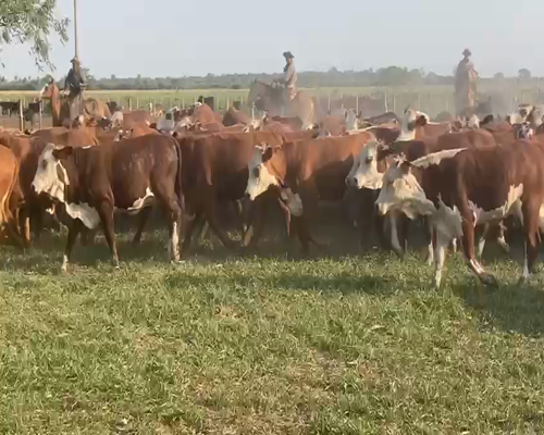 Lote 100 Terneras en Gral. San Martín, Chaco