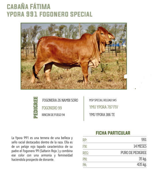 Lote LOTE 54