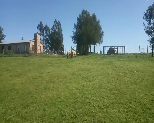 Lote 2 Carneros CARAMORA a remate en Pantalla Aniversario 100kg - , San José