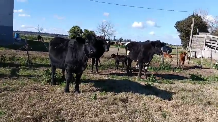 Lote 3 Novillos a remate en Pantalla Camy, San José